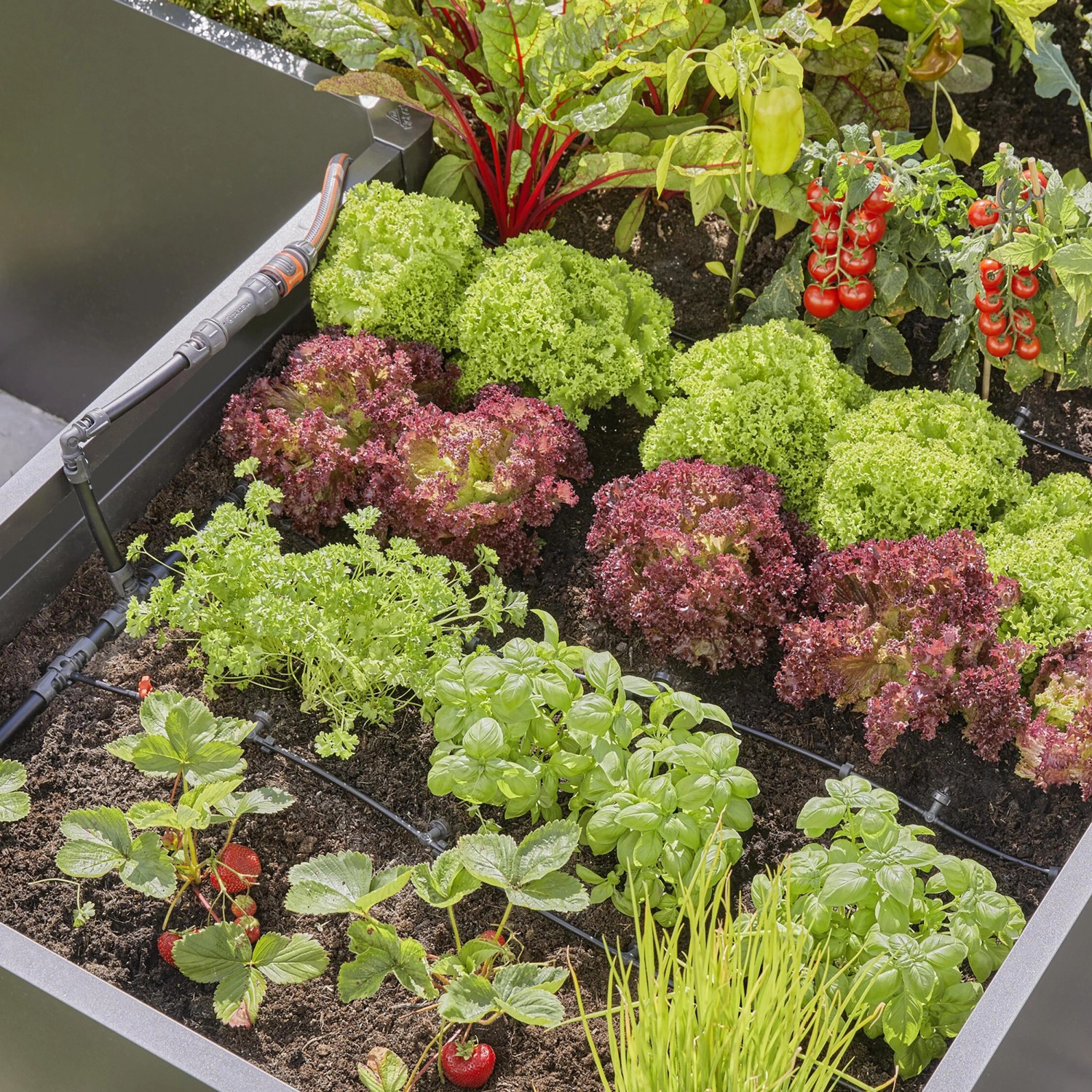 Gardena Tropfbewässerung Set im Hochbeet mit Salat, Kräutern und Tomaten.