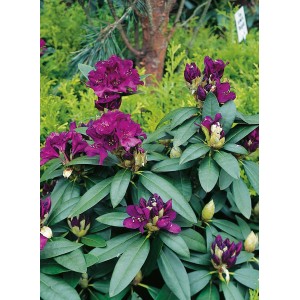 Schwarzvioletter Rhododendron Polarnacht mit grünen Blättern und Blüten.