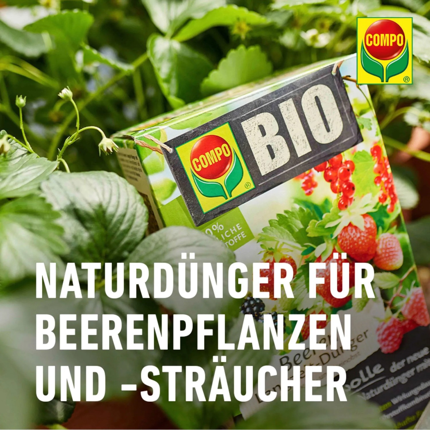 Compo Bio Beeren Langzeitdnger mit Schafwolle 2 kg kaufen bei OBI