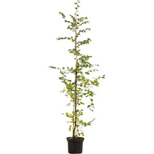 Hainbuche Set à 15 Stück Höhe ca. 150 - 175 cm Carpinus betulus