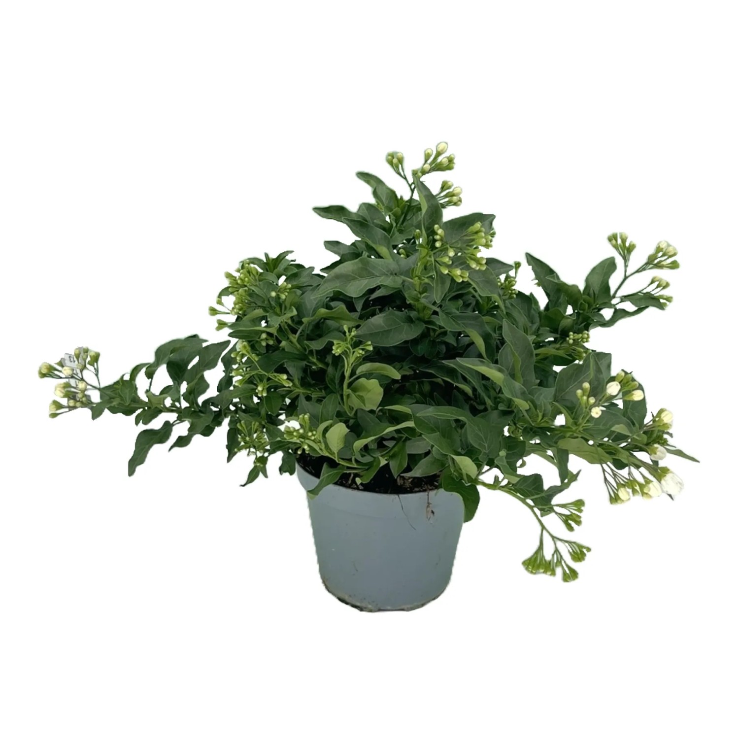 GROW by OBI Sommerjasmin Wei Hhe 15 cm Topf- ca. 12 cm Solanum  jasminoides kaufen bei OBI