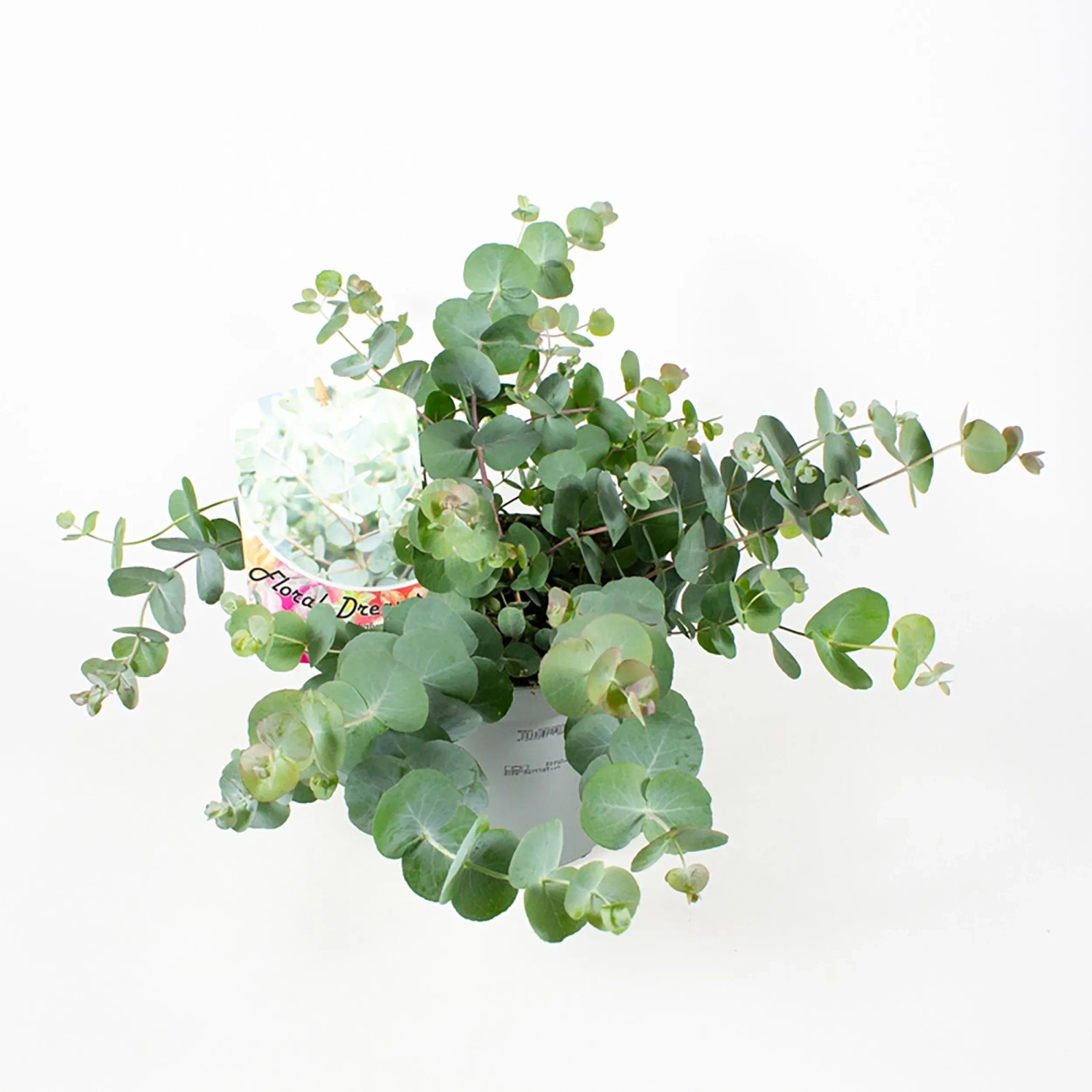 Winterharter Eukalyptus kaufen bei OBI