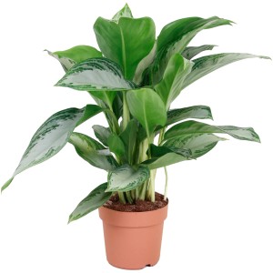 Kolbenfaden (Aglaonema) im Topf, ca. 50-60 cm hoch, grüne Blattschmuckpflanze.