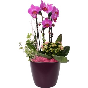 Orchideen-Arrangement im Topf mit Phalaenopsis, Kalanchoe und Efeu. Dekorative Bepflanzte Schale für Innen.