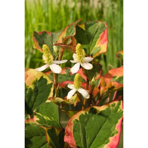 Molchschwanz 'Chamaeleon' mit bunten Blättern und weißen Blüten im Topf.