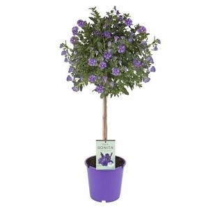 Blauer Enzianstrauch als Stamm, ca. 70 cm hoch im Topf. Blühende Kübelpflanze für Balkon und Terrasse.