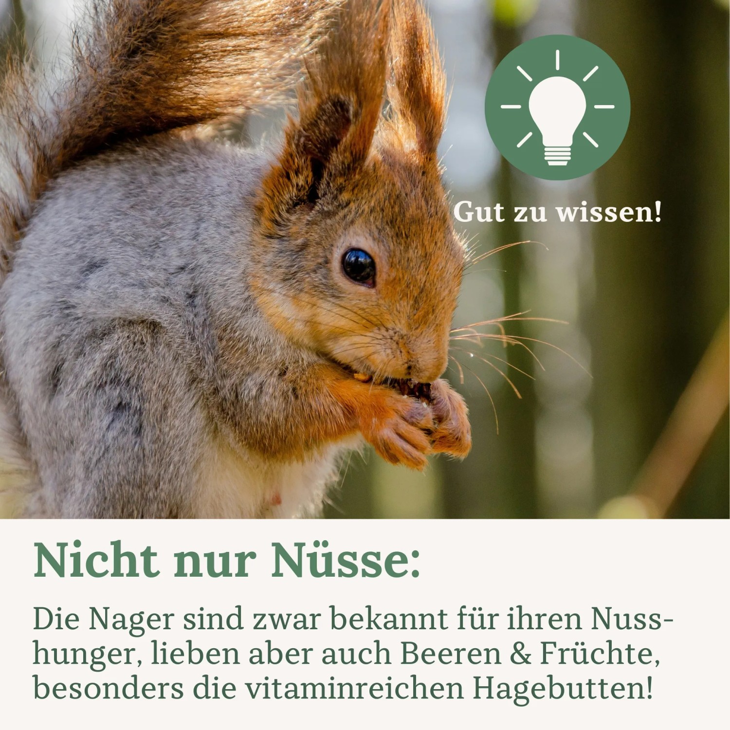 Orni Eichhörnchenfutter_6
