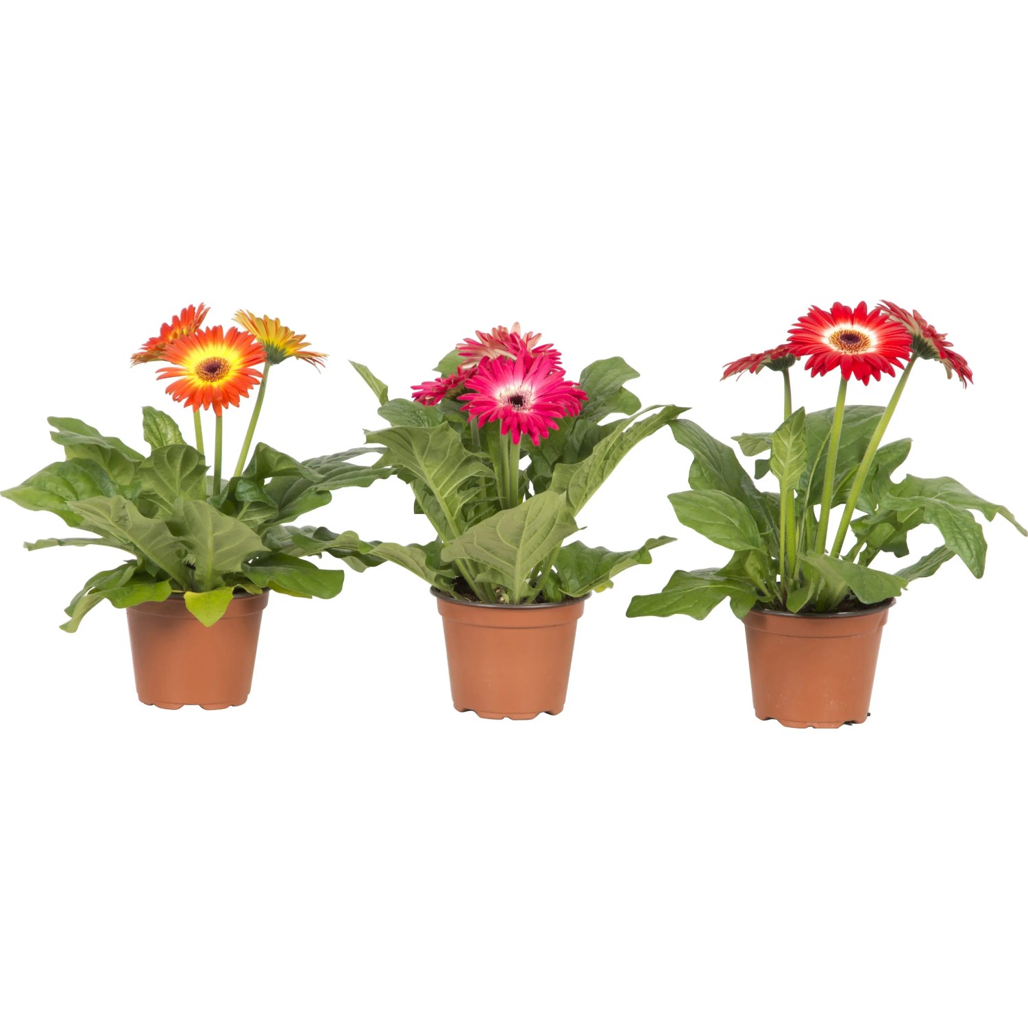 Gerbera "Twister" verschiedene FarbenTopf- ca. 12 cm kaufen bei OBI