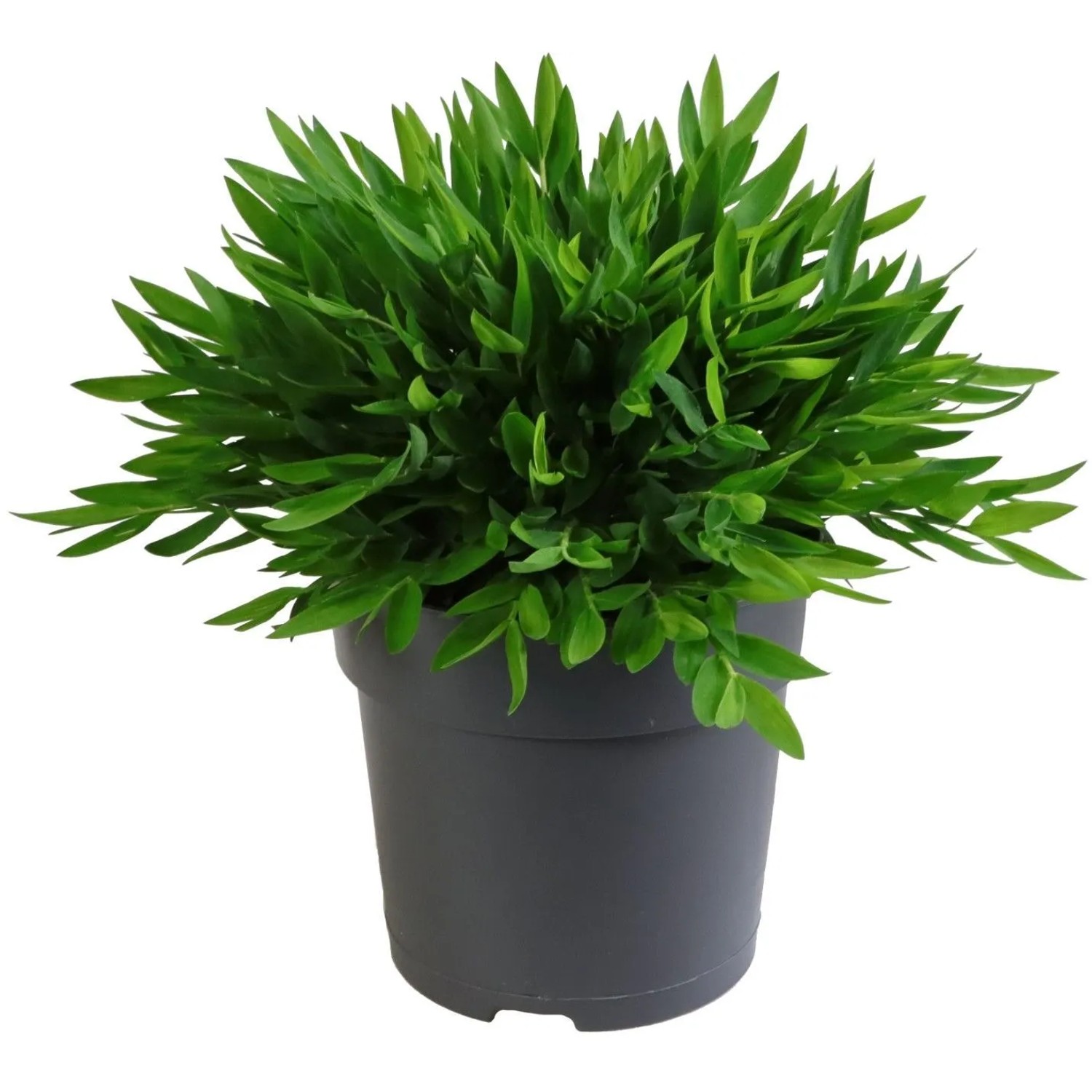 GROW by OBI Zimmerbambus "Monica" Topf- ca. 12 cm Pogonantherum kaufen bei  OBI
