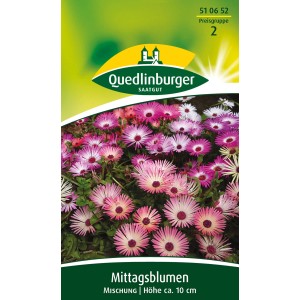 Quedlinburger Mittagsblume Mischung, Blumensamen für farbenfrohe Beete und Balkonkästen.