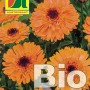 Bio-Saatgut: Ringelblume Orange (Calendula officinalis) mit leuchtend orangen Blüten.