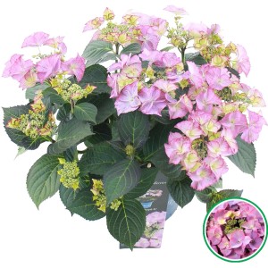 Bauernhortensie "Tiffany" Rosa Höhe ca. 20 - 30 cm Topf ca. 3,5 l