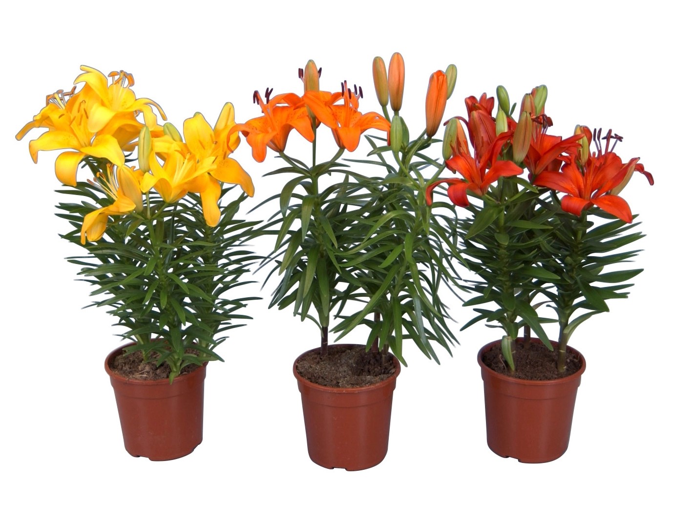 Lilien kaufen bei OBI