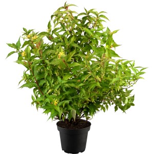 Amerikanische Weigelie "Kodiak" Gelb Höhe ca. 30 - 40 cm Topf ca. 4,6 l