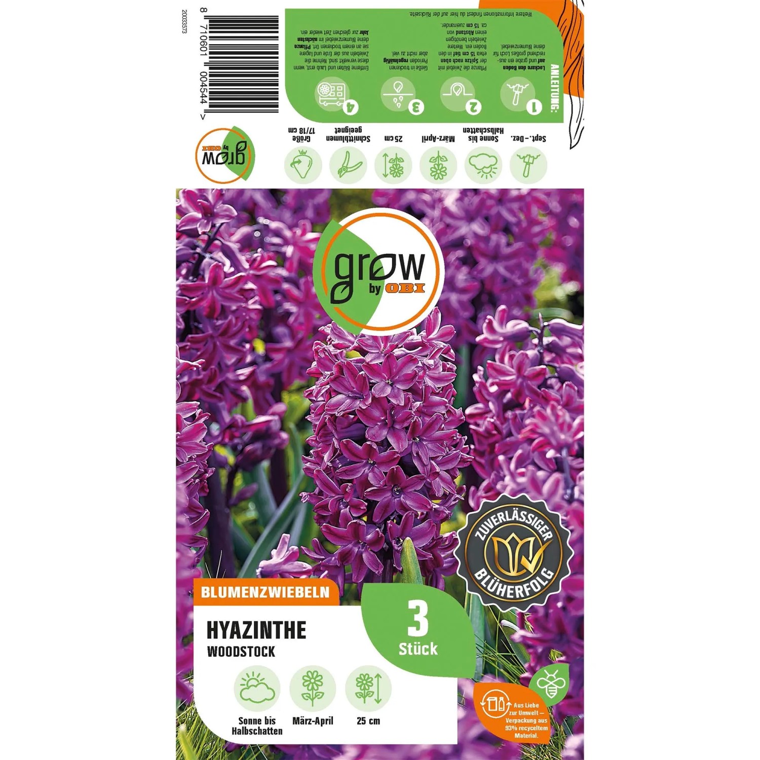 GROW by OBI Hyazinthe Woodstock Purpur, violette Blüten, 25 cm hoch. Blumenzwiebeln für Beet und Garten.