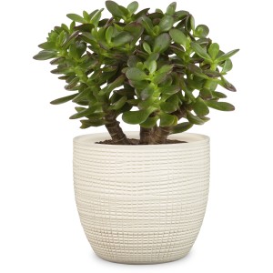 Scheurich Übertopf 866 Vainilla, Ø 25 cm, mit Grünpflanze im Innenbereich.