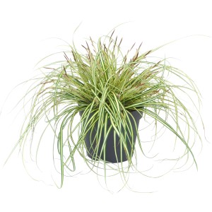 Japan Goldsegge 'Evergold' im Topf, Ziergras mit gelb-weißen Streifen, für Garten & Terrasse.