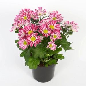 Chrysantheme Sollinea Pink im Topf, ca. 25 cm hoch. Blühende Herbstdekoration für Balkon und Garten.
