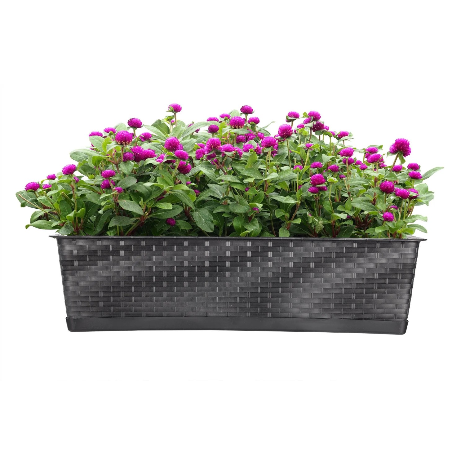 BigDean 2er Set Blumenkasten mit Untersetzer 60 cm Lang Rattan Optik Anthrazit aus PP Kunststoff Balkon Pflanzkasten Schmal Balkonkasten kaufen bei OBI