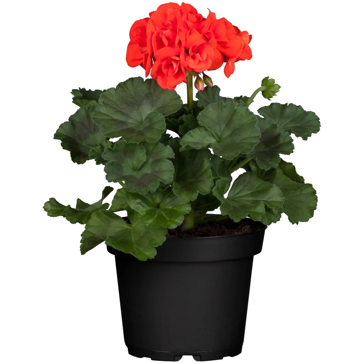 Geranie stehend Topf- ca. 10,5 cm Pelargonium Zonale kaufen bei OBI