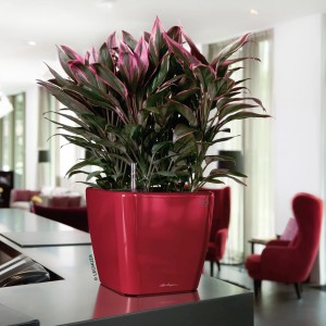 Lechuza Quadro Premium LS Pflanzgefäß, 22x22x21 cm, Scarlet Rot, mit Pflanze.