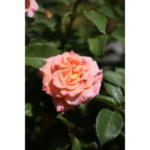 Nahaufnahme einer apricotfarbenen Beetrose Augusta Luise mit grünen Blättern.