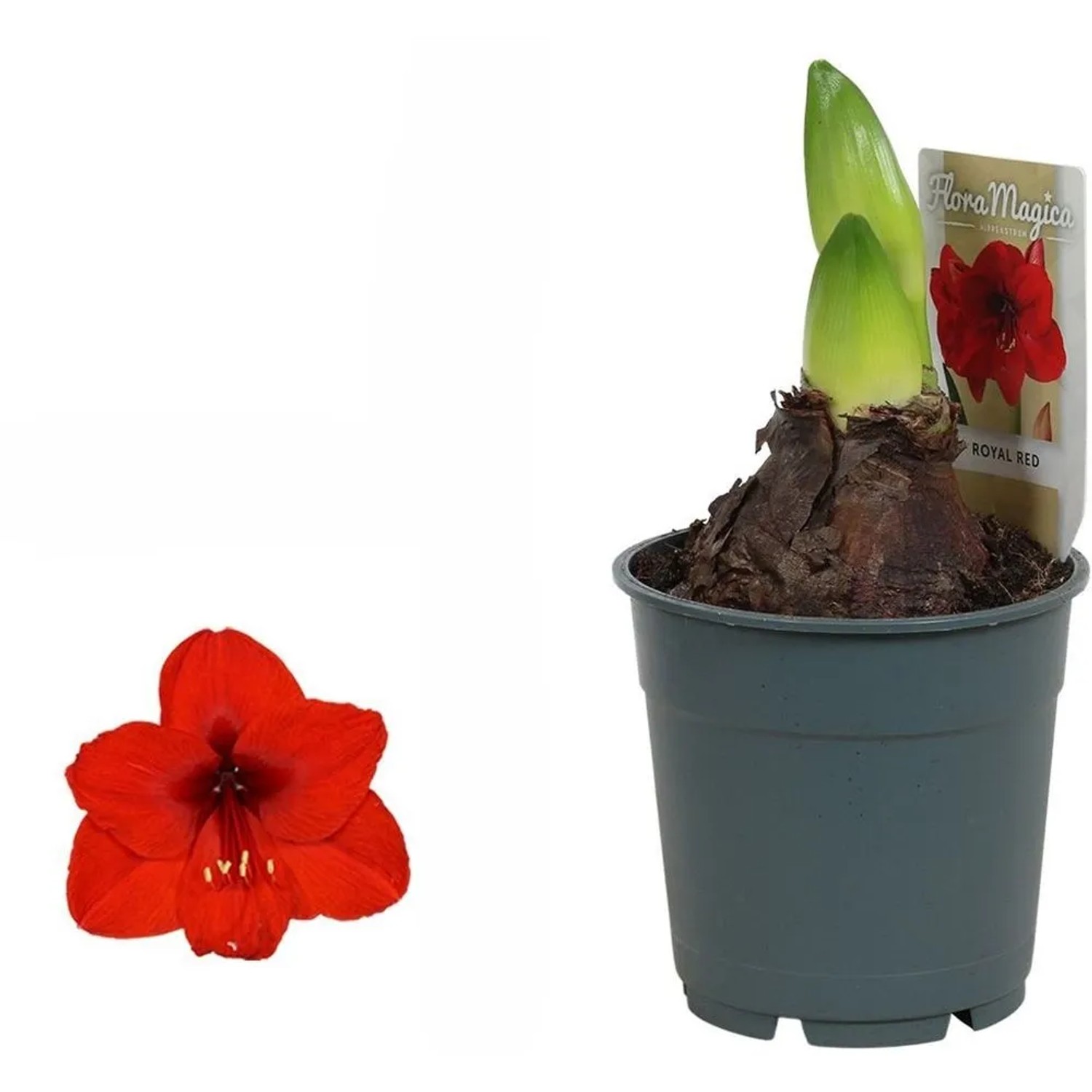 kaktus schlumbergera Schlumbergera x buckleyi Christmas Cactus 4 Inch (Small)