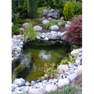 Ubbink Fertigteich Start 250 im Garten mit Steinen und Pflanzen umrandet.