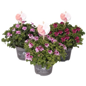 Edel-Geranie 'Angel Perfum' im Topf, verschiedene Farben. Duftende Sommerblume für Garten und Balkon.