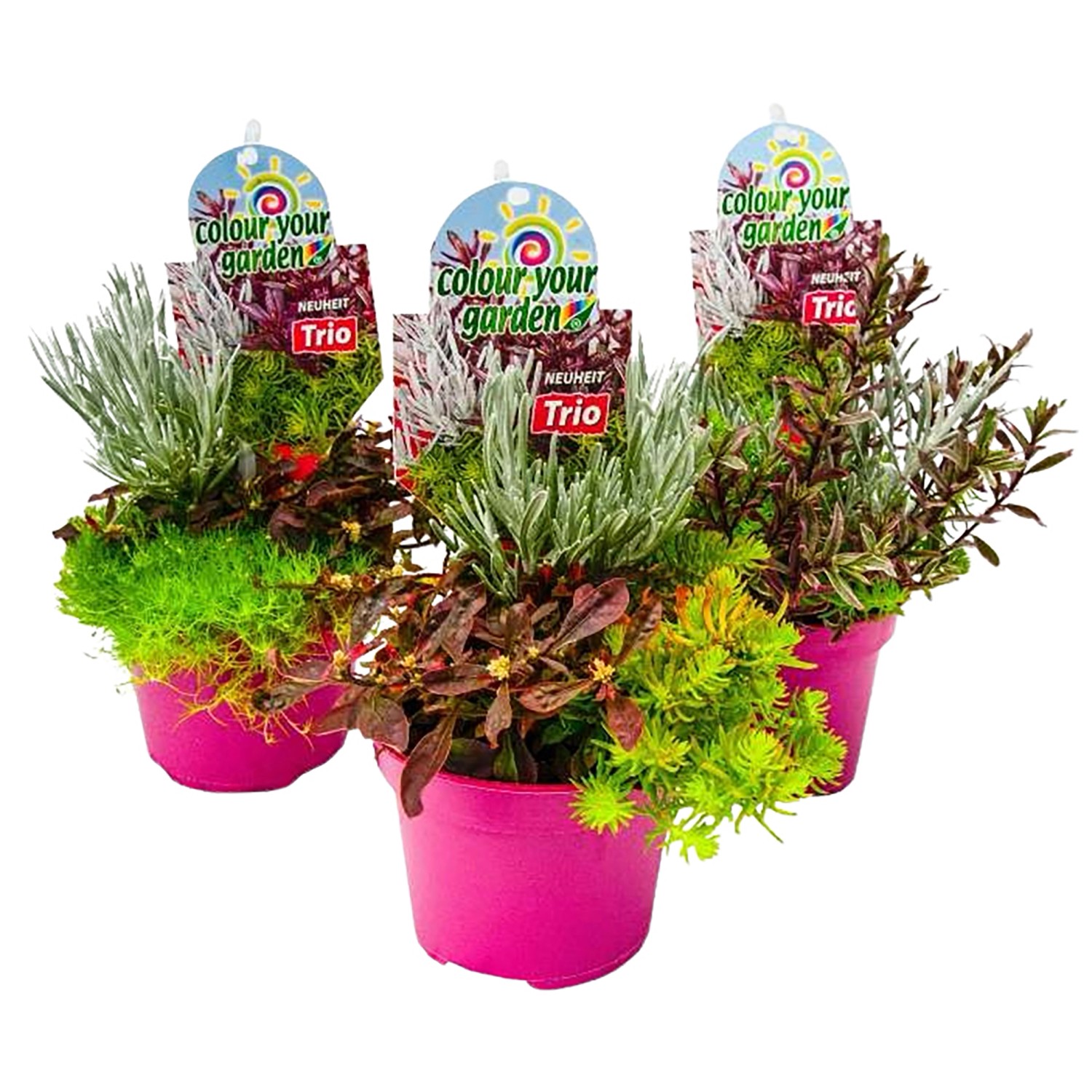 Colour your Garden Trio Sortenauswahl Höhe ca. 10 15 cm TopfØ ca. 13