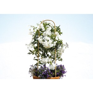 Floraworld Pflanzenbogen 2er-Set, 90 cm, aus Bambus mit blühender Pflanze in einem Topf.