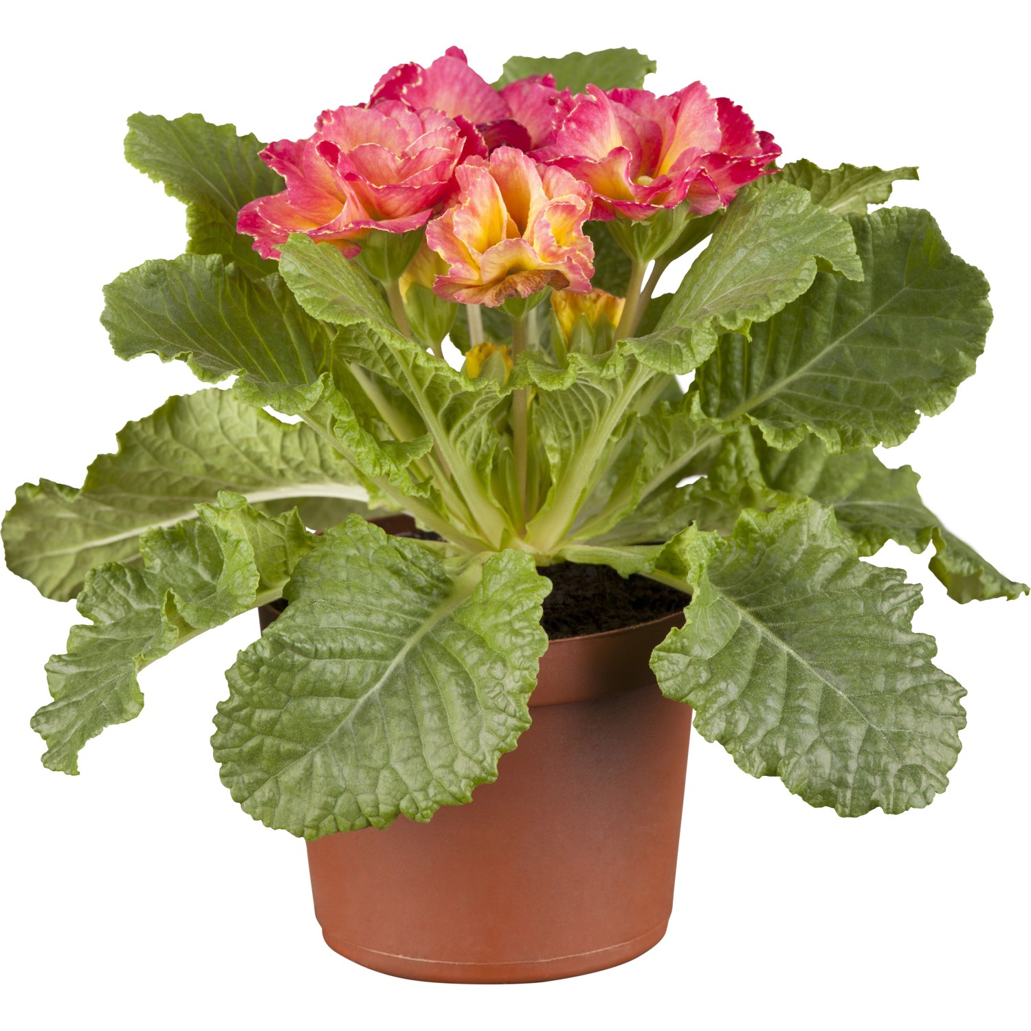 GROW by OBI RosenPrimel "Girls Delight" TopfØ ca.13cm Primula