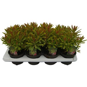 Garten-Wolfsmilch 'Ascot Rainbow' im Topf, gelb-grüne Herbstpflanze für Beet und Kübel.