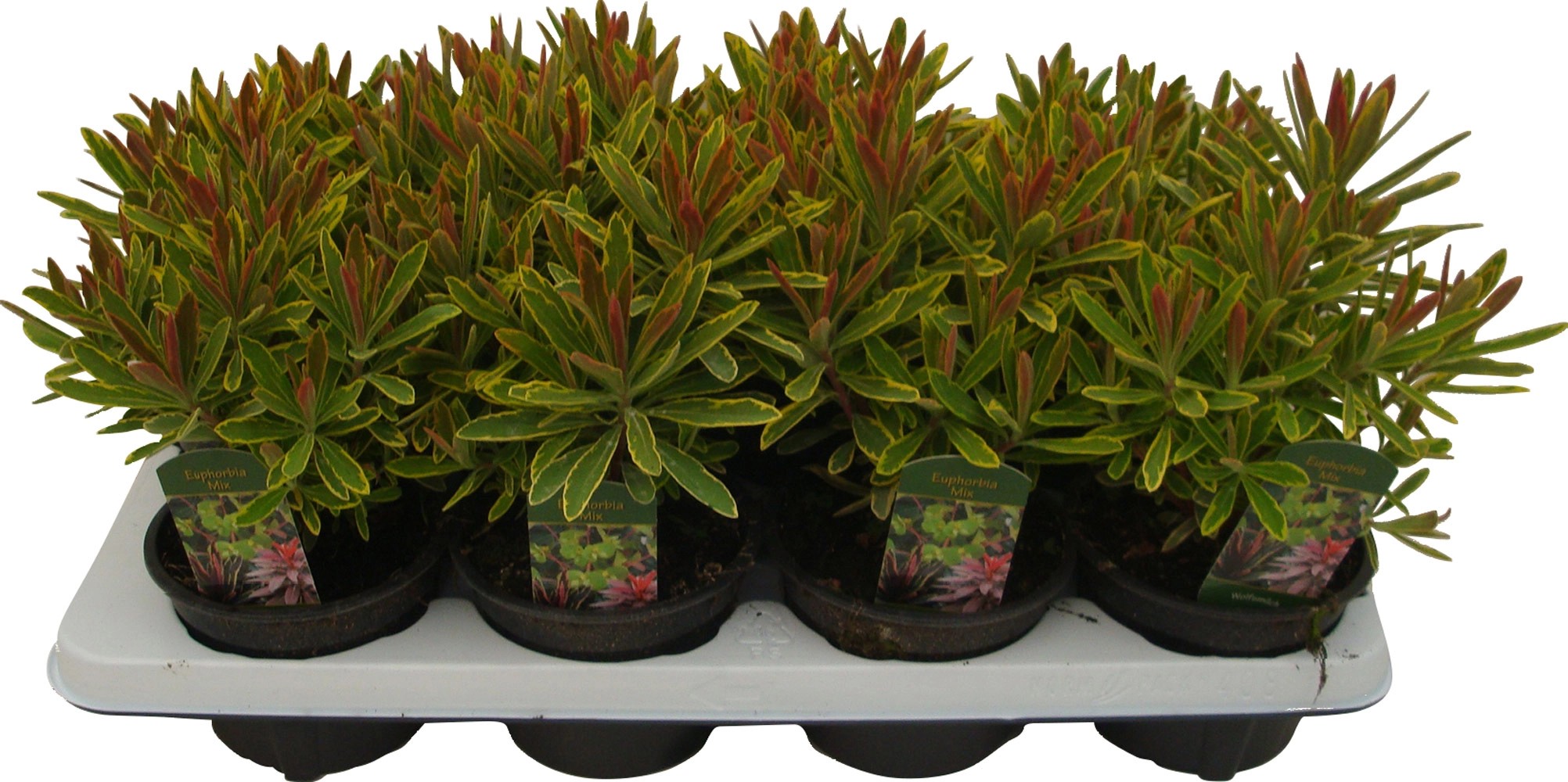 GROW by OBI GartenWolfsmilch "Ascot Rainbow" GelbGrün TopfØ ca.13cm