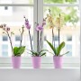 Elho Green Basics Untersetzer 60, grün, unter drei Orchideen in rosa Töpfen auf einem Fensterbrett.