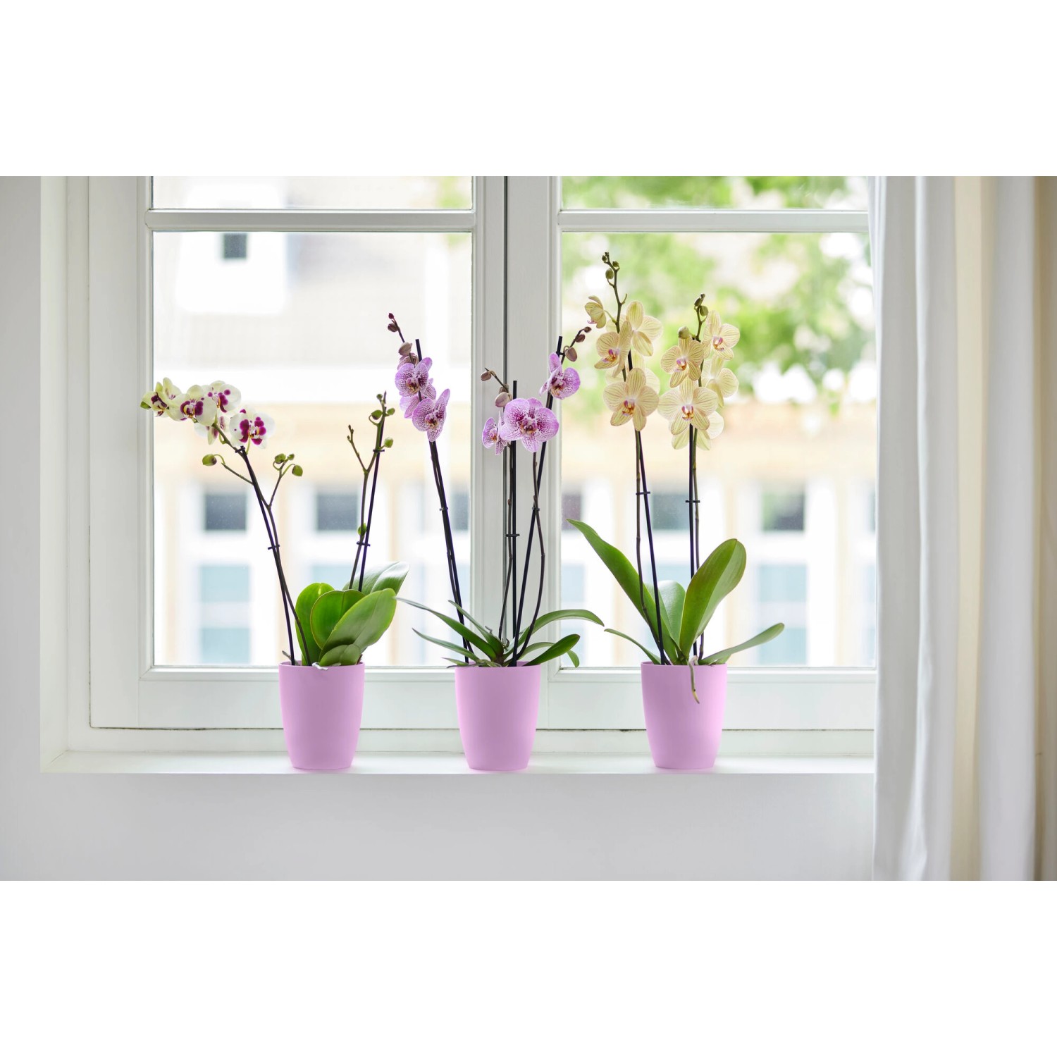 Elho Green Basics Untersetzer 60, grün, unter drei Orchideen in rosa Töpfen auf einem Fensterbrett.