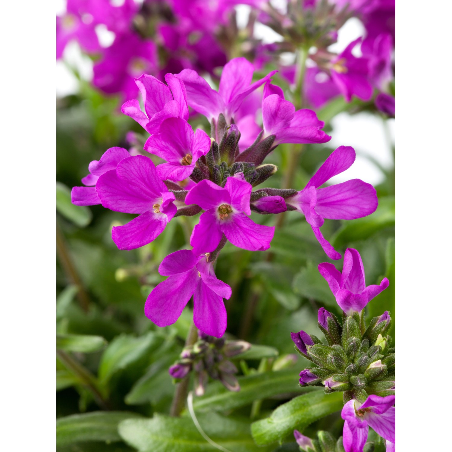 GROW by OBI Gänsekresse Rosarot TopfØ ca. 13 cm Arabis kaufen bei OBI