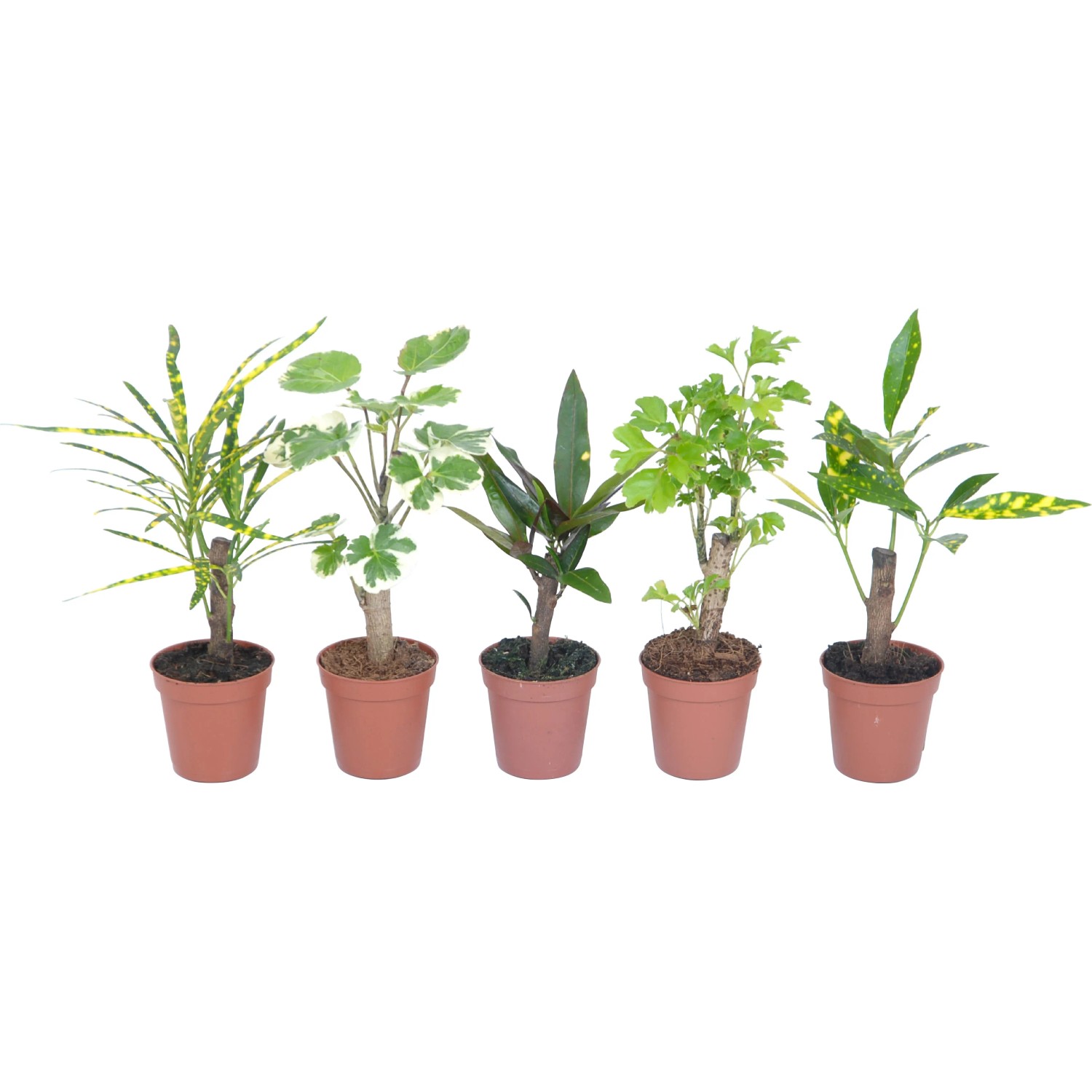 medieval dynasty saatgut kaufen Wildrose Samen kaufen  Rosa canina Forst-Saatgut