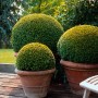 Drei Buchsbaum Kugeln (Buxus) im Topf, verschiedene Größen. Dekorative Formgehölze für Garten und Terrasse.