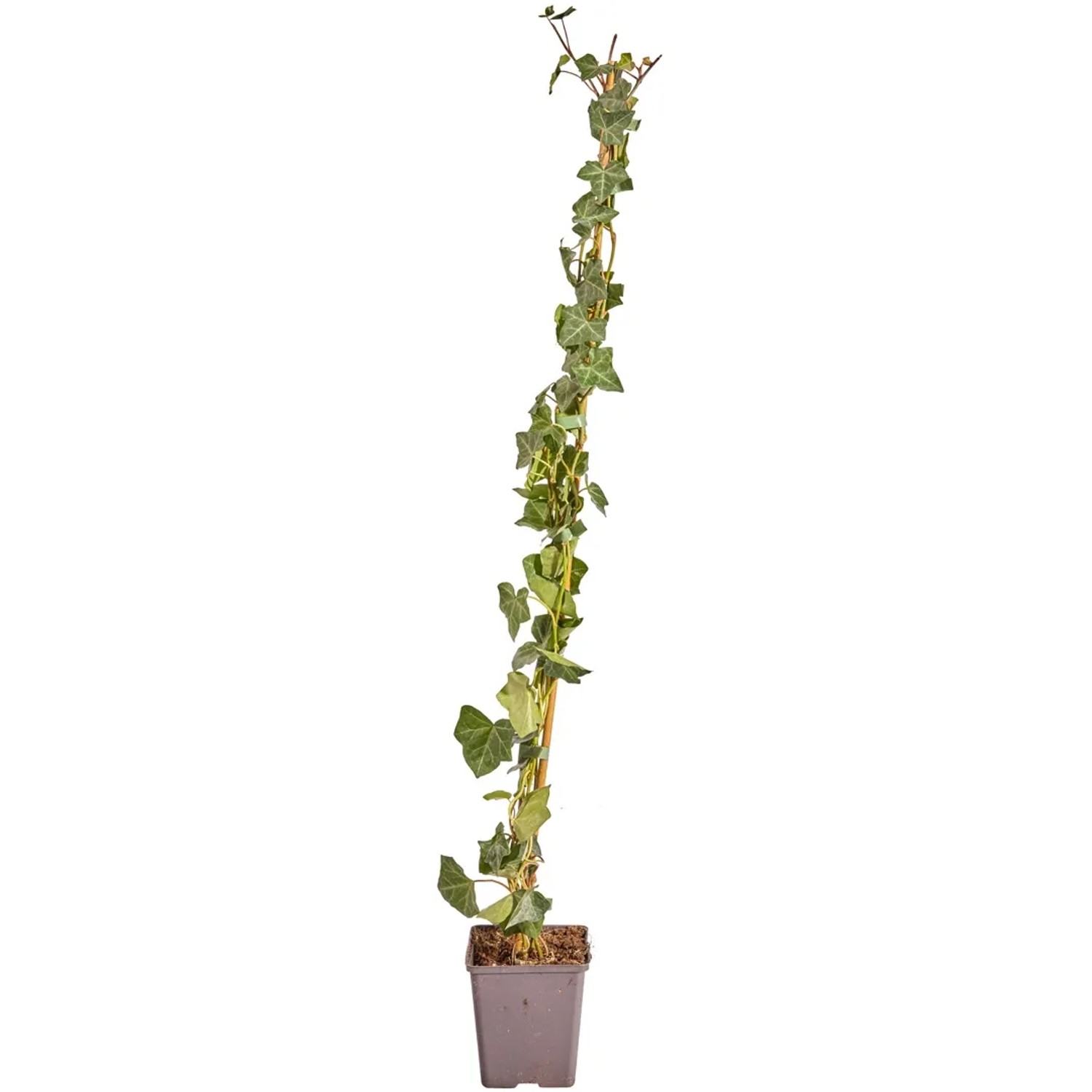 Groblttriger Irischer Efeu Set  100 Stck Hhe 80 - 100 cm Topf ca. 1,5  l kaufen bei OBI
