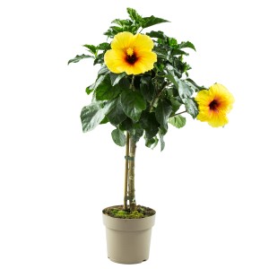 Gelbes Hibiskus Stämmchen (Höhe ca. 100cm) im Topf, eine dekorative Kübelpflanze für sonnige Standorte.