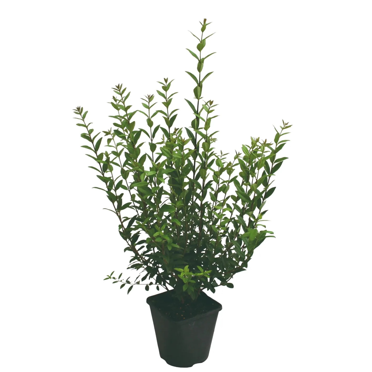 GROW by OBI Liguster "Atrovirens" Hhe ca. 40 - 60 cm Topf ca. 3 l kaufen  bei OBI