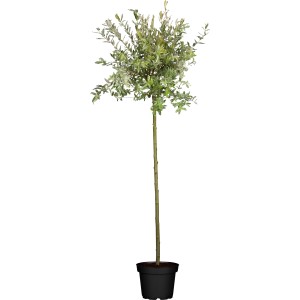 OBI Harlekinweide Hakuro Nishiki Stämmchen im Topf, grün-weiß panaschiertes Laub.