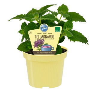 Blu Bio-Tee-Monarde im Topf, purpurrote Blüten, grüne Blätter. Ideal für Tee und als Zierpflanze.