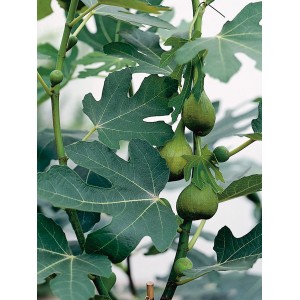 Echte Feige (Ficus carica) mit grünen Blättern und unreifen Früchten im Topf.