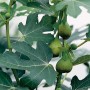 Echte Feige (Ficus carica) mit grünen Blättern und unreifen Früchten im Topf.