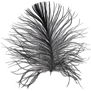 Komar Wandbild Feather White, 50x70 cm, Detailaufnahme einer schwarzen Feder.