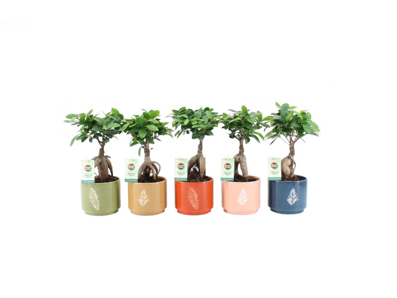 Bonsai "Ficus Ginseng" im KeramikGefäß Höhe ca. 30 cm TopfØ ca. 14 cm