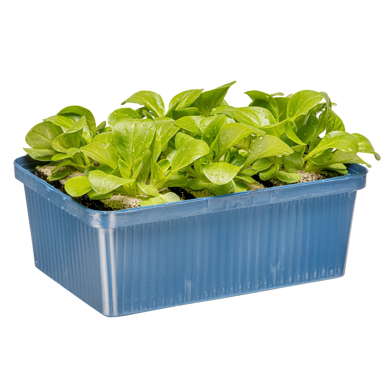 Kiepenkerl Feldsalat 6er Schale Valerianella locusta kaufen bei OBI