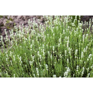 Lavendel Weiß Topf-Ø ca. 17 cm Lavandula angustifolia